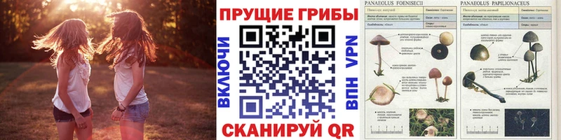 где можно купить   Дрезна  Псилоцибиновые грибы мухоморы 